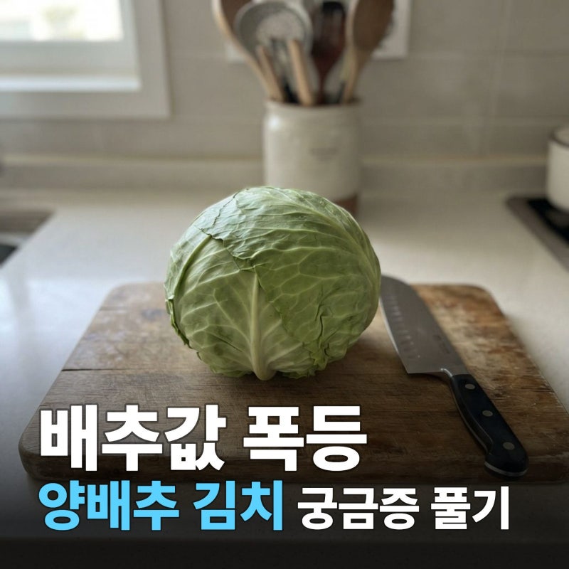 양배추 김치 담그는법 알토란 레시피 궁금증 풀기