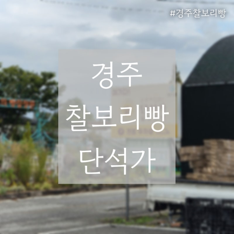 경주 단석가 찰보리빵 본점 위치·영업시간·지점 총정리 (경주 선물 추천)