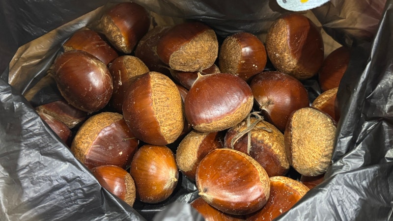 햇밤 보관법 숙성기간, 그냥 실온에 놔두면 곰팡이 펴요!!