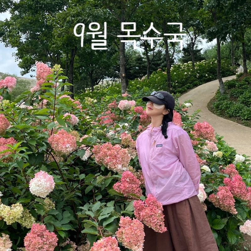합천 황매산 목수국 9월 방문후기｜꽃 상태·입장료·주차 정보