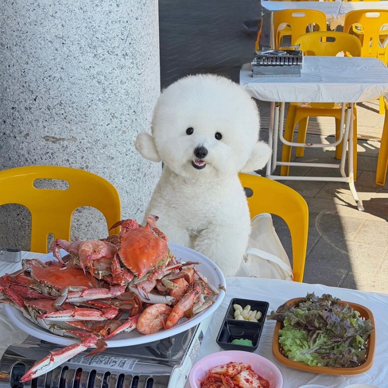 소래포구 애견동반 횟집 노릇노릇 오션뷰와 야장 분위기를 즐길 수 있는 전통어시장 초장집,....