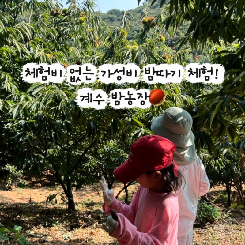 아이랑 가볼만한곳｜시흥 계수밤농장 밤따기체험 후기(가격·밤상태·준비물)