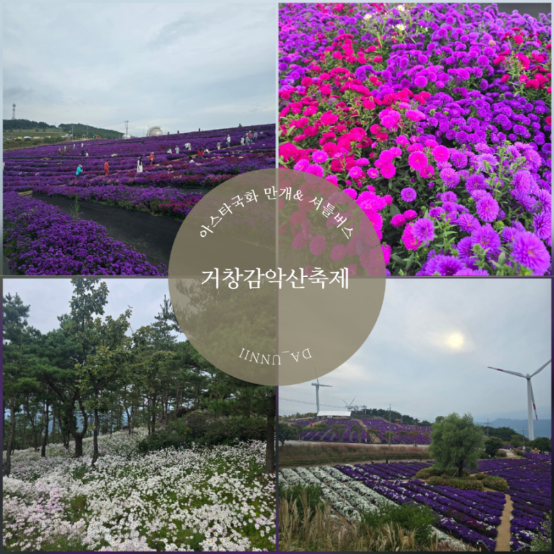 거창감악산축제 감악산꽃별여행 아스타국화 만개 개화상황 셔틀버스 후기