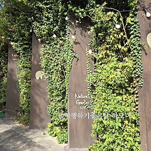 양평 가을여행 내추럴가든529  야생화가 예쁜 정원카페 아름다워라