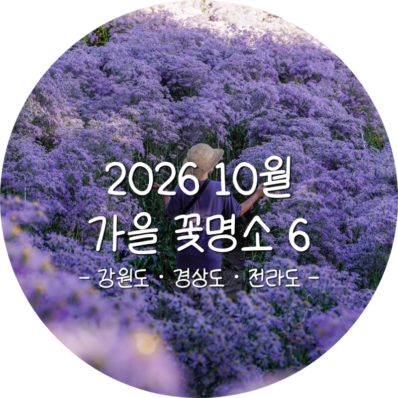 2026 10월 강원도·전라도·경상도 가을 꽃축제·꽃구경 명소 BEST 6
