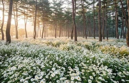 2026 정읍 구절초 축제 가볼만한곳 개화시기 주차 입장료 꿀팁 총정리