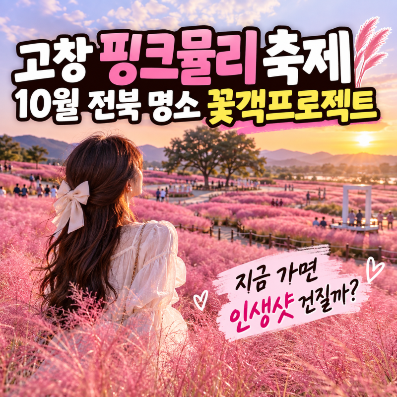 고창 핑크뮬리 축제, 10월 전북 명소 꽃객프로젝트 지금 가면 인생샷 건질까?