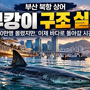 부산 북항 상어 부캉이 구조 실패, 60만명 몰렸지만 이제 바다로 돌아갈 시간