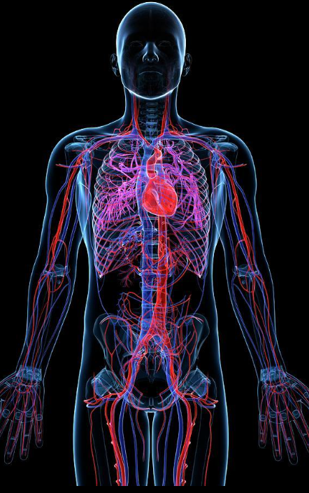 심혈관계통 의학용어 총정리 | 심장·혈관 필수 Medical Terminology