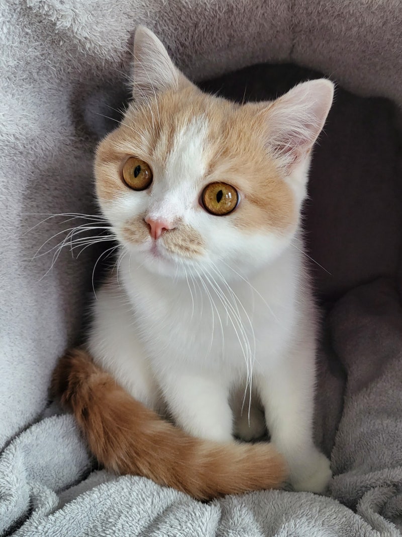 고양이 이동장 고르는 법 크기부터 백팩 이동가방 선택 기준