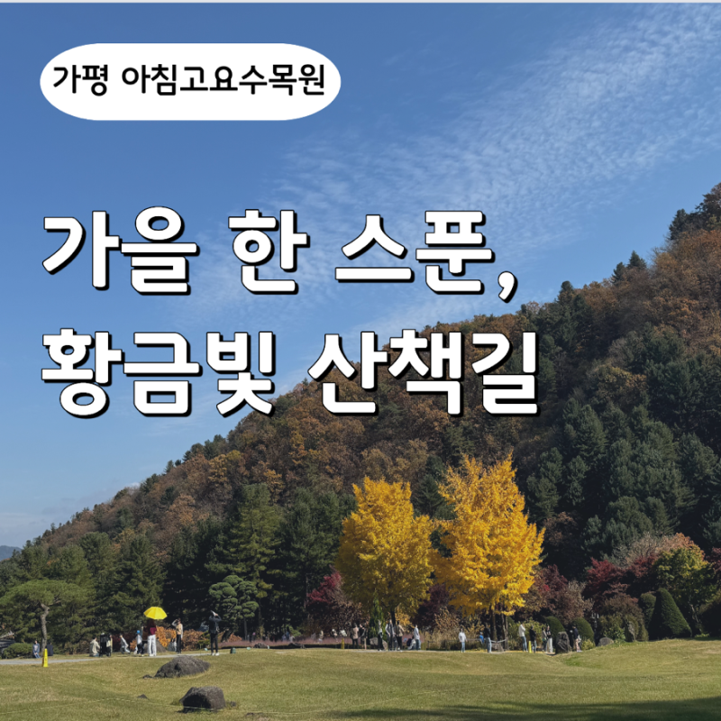노란 은행나무부터 새빨간 단풍까지! 가평 아침고요수목원 가을 국화전시회 관람기