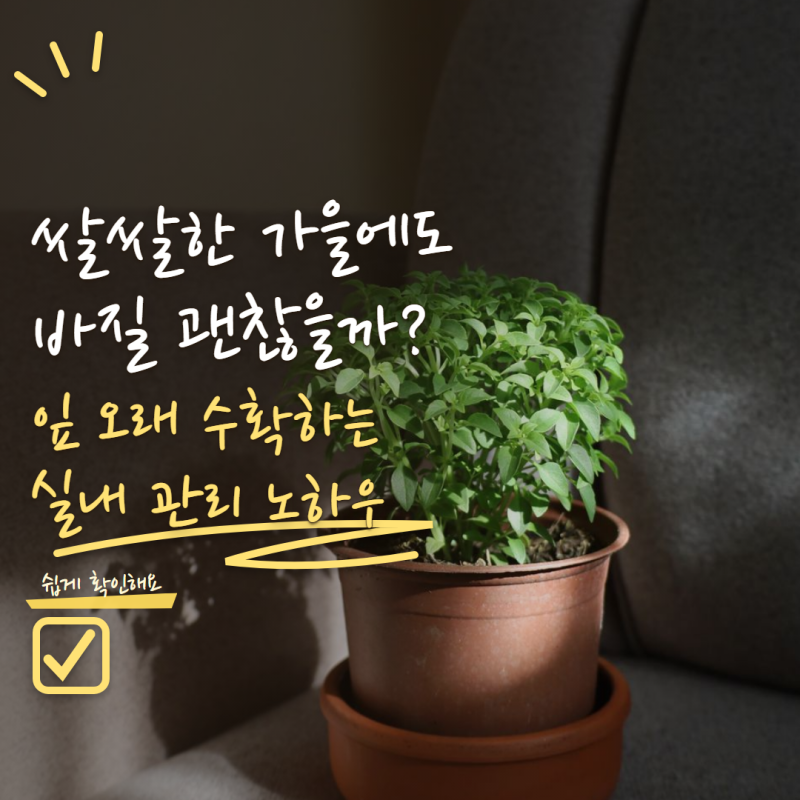 바질 키우기 날씨 추워지면 끝일까? 가을에도 잎 오래 수확하는 관리법