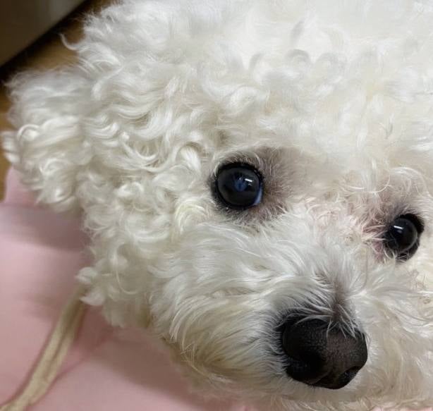 강아지 백내장 영양제 6개월 후기