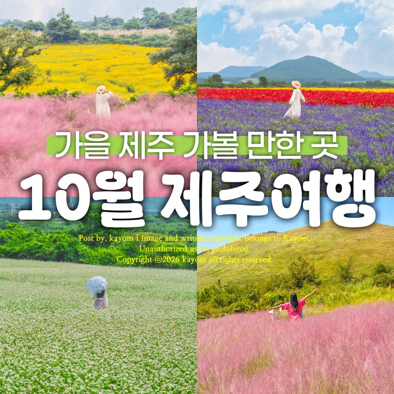 10월 제주도 가볼 만한 곳 Best 추천! 핑크뮬리, 메밀꽃 명소