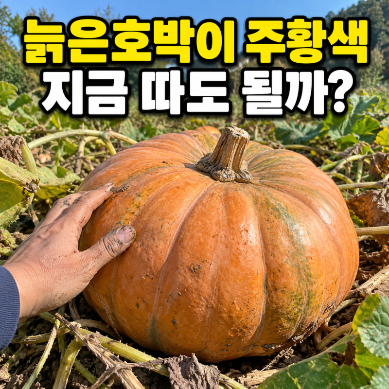 늙은호박 수확시기, 껍질과 꼭지가 '이렇게' 변했는지 확인하세요