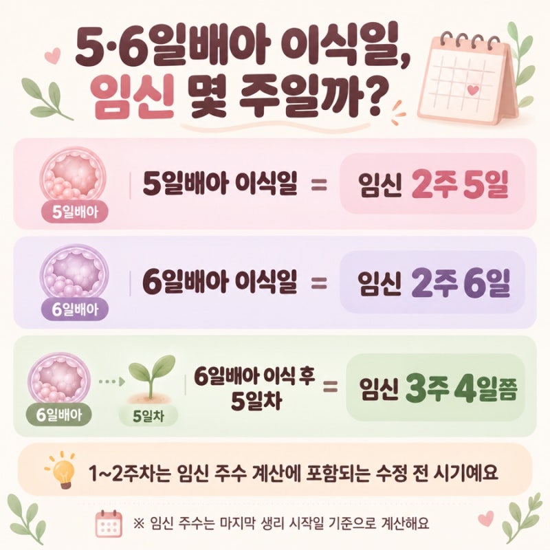 PGT 5·6일배아 동결배아 이식 후 임신 주수 계산 | 임테기 시기·몸의 변화