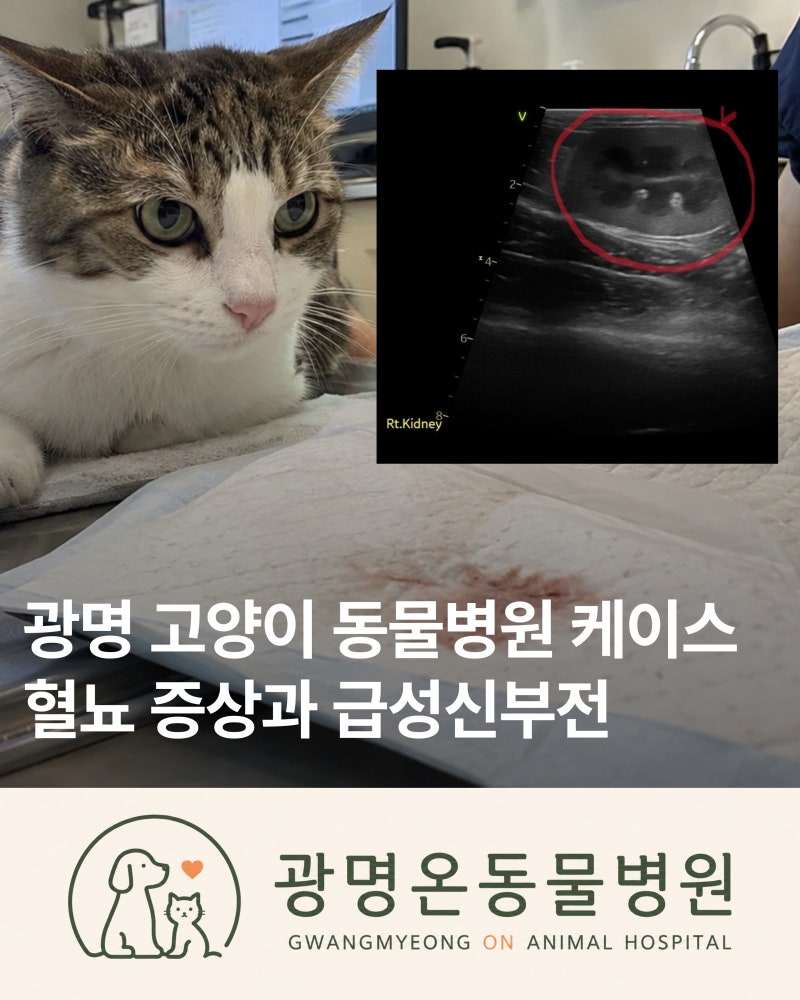 광명 고양이 동물병원 혈뇨 진료, 방광염인가요? 급성신부전 케이스