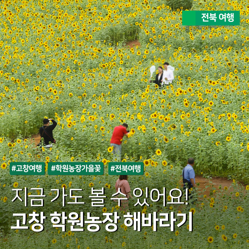 全羅北道10月必訪景點 - 高敞學園農場向日葵蕎麥花開花現況及盛開時期