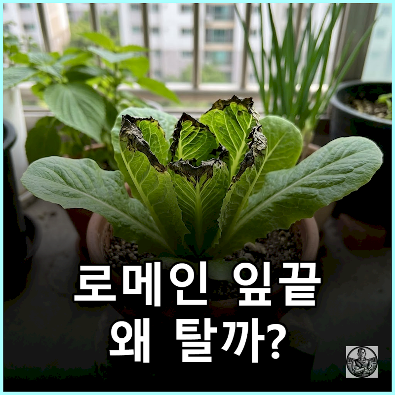 "그늘로 옮기면 다 썩습니다" 로메인 잎 테두리 검게 타는 팁번 원인