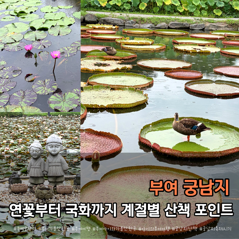 부여 궁남지 가볼만한곳 산책 주차, 계절별 볼거리까지
