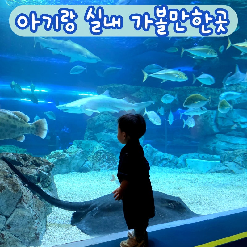 수원 아기랑 실내 갈만한곳 ｜광교 아쿠아플라넷 5번이상 간 후기 (주차/할인/관람꿀팁)