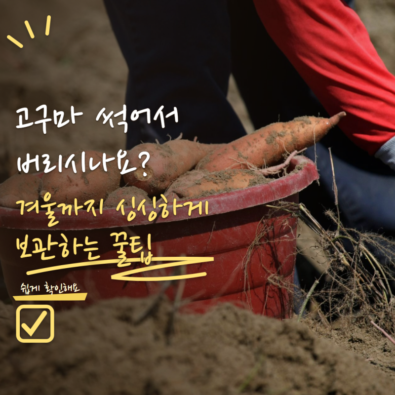 고구마 보관방법 잘못하면 금방 썩어요! 수확 후 오래 두고 먹는 방법 5가지