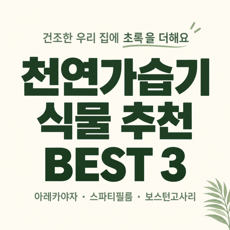 천연가습기 식물 추천 3가지｜환절기 우리집 공기 지킴이 거실·집들이 화분