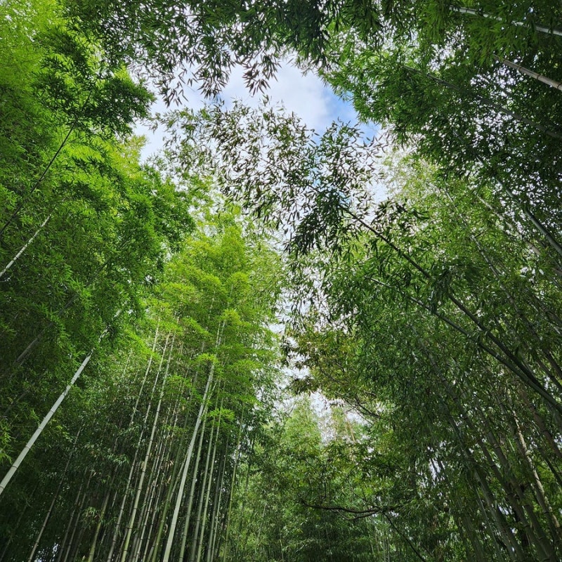 Damyang Attractions: Juknokwon, Gwanbangjerim, Metaprovence - Recommended for October Travel in Jeonnam