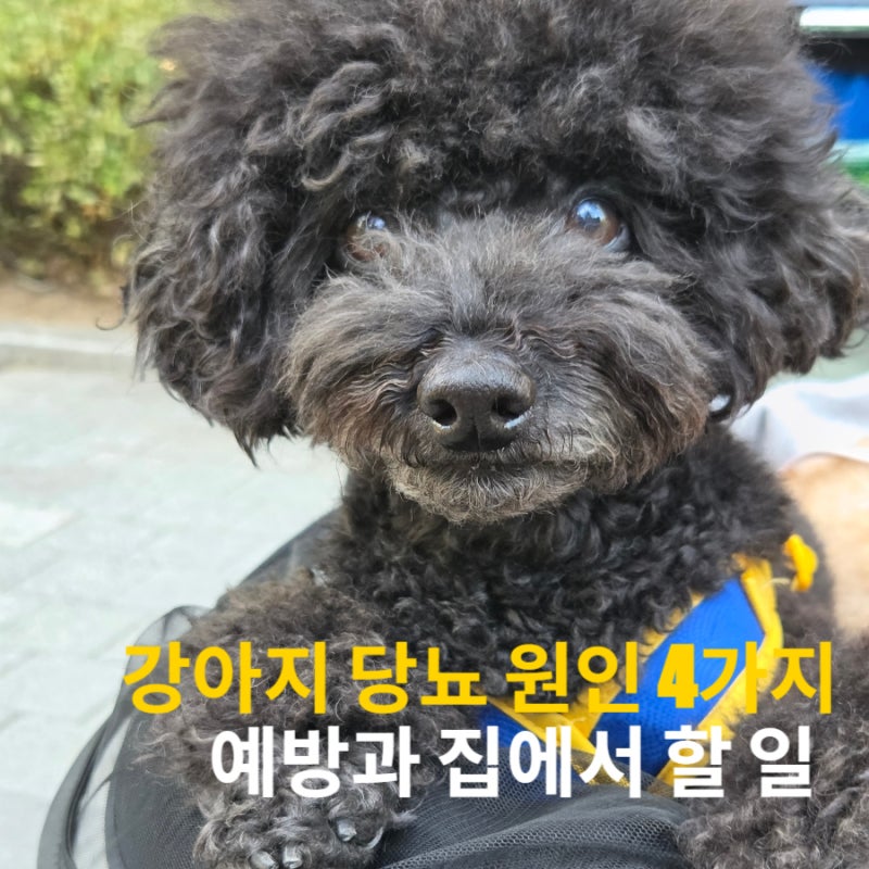 강아지 당뇨 원인 4가지, 예방과 집에서 할 일