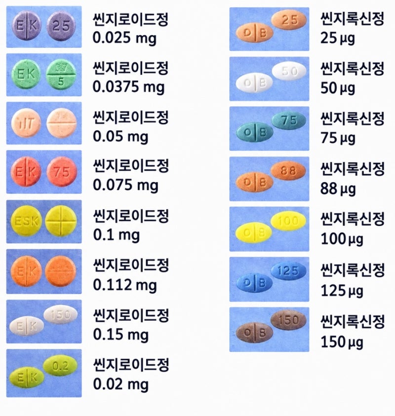 갑상선약은 왜 공복에 먹어야 할까? 씬지로이드, 씬지록신 커피·고지혈증약·혈압약 같이 먹....