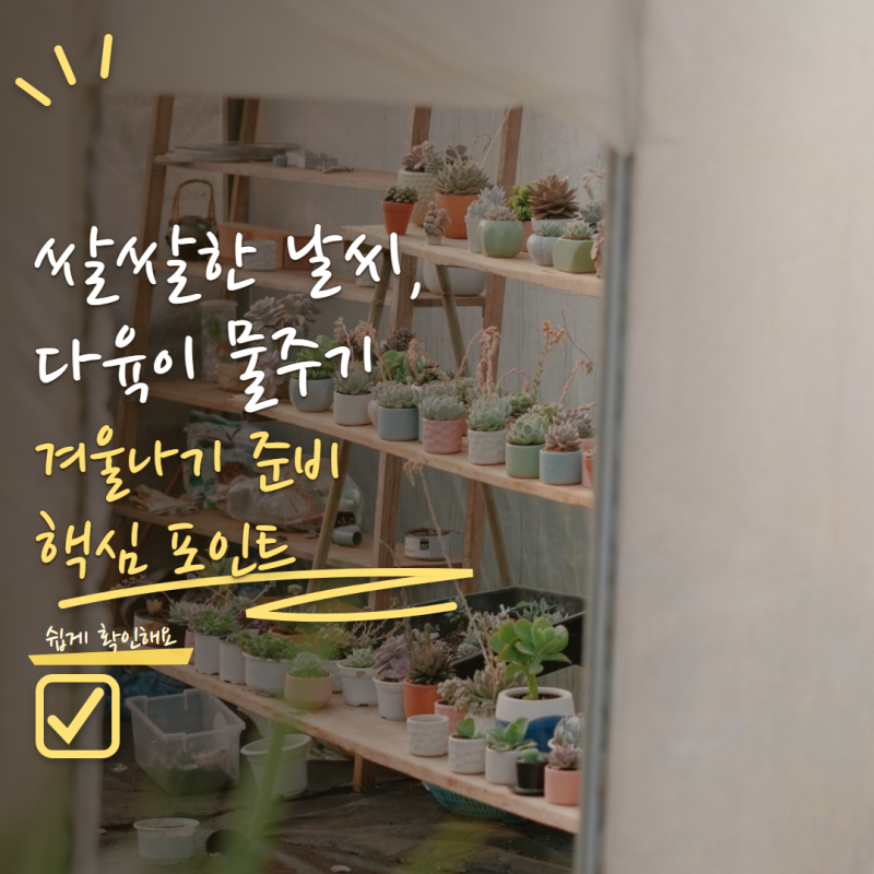다육이 키우기 추워지면 물부터 줄이세요! 겨울 앞두고 바꿔야 할 관리법 5가지