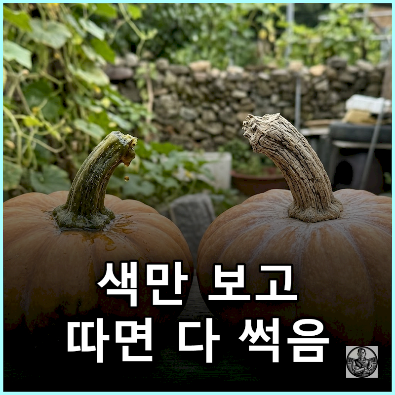 "노랗게 물들었다고 바로 땄다간" 늙은호박 겨울에 다 썩어버리는 이유