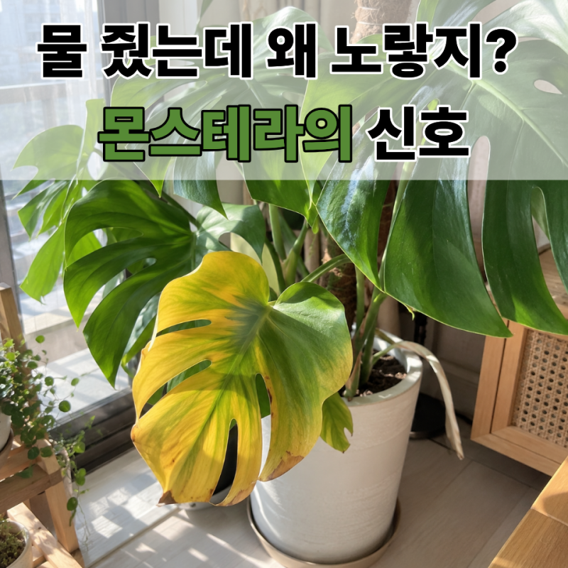 몬스테라 잎 노랗게 변함 원인 4가지와 다시 초록빛으로 되살리는 긴급 대처법
