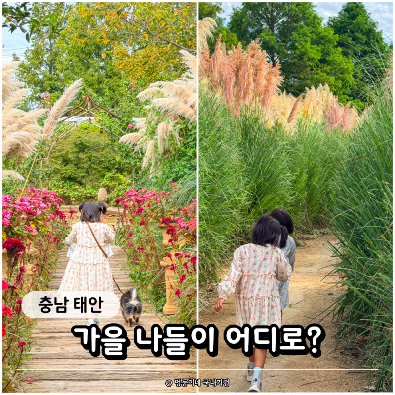 "10월 태안 여행은 어디로?" 태안 청산수목원 vs 팜카밀레, 아이와 강아지 데리고 고른다면?