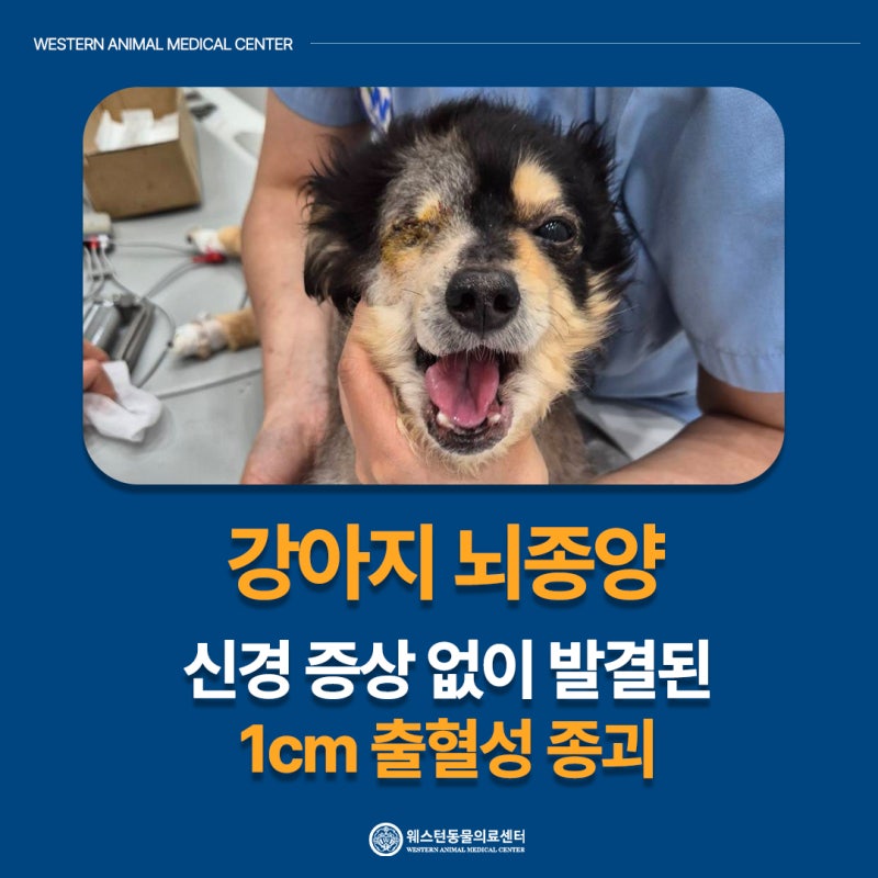 강아지 뇌종양, 신경증상 없이 발견된 1cm 출혈성 종괴