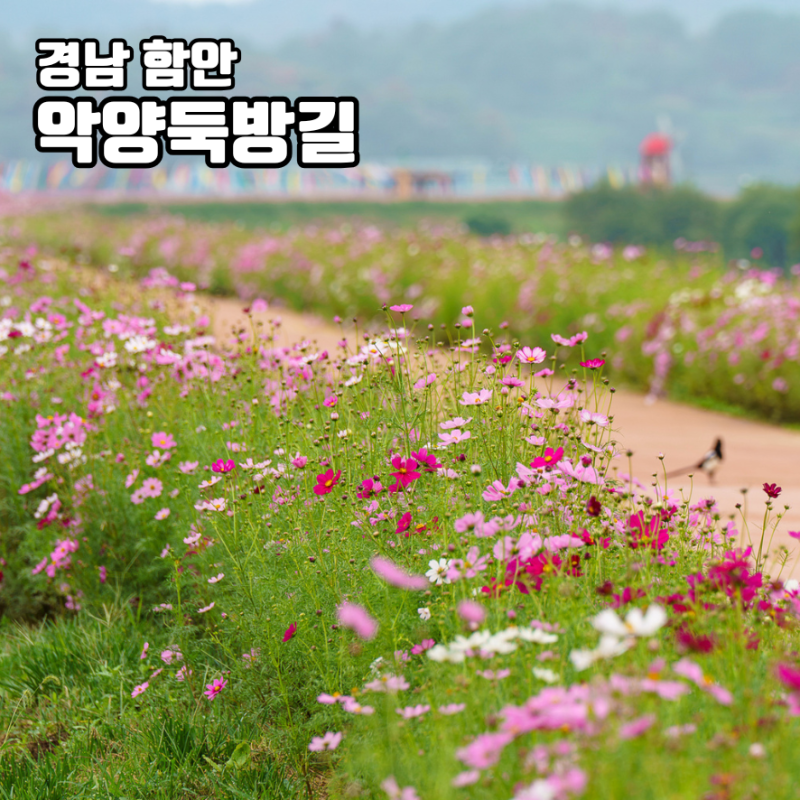 함안 악양둑방길 코스모스 실시간 10월 가을 꽃구경 명소
