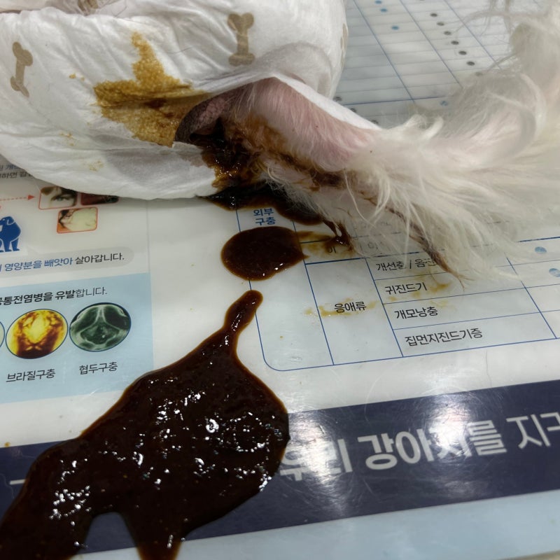 [강아지 설사 혈변] 어떤 검사가 필요할까요? 반려견 설사할때 항생제를 어떤 경우에 써야 할....