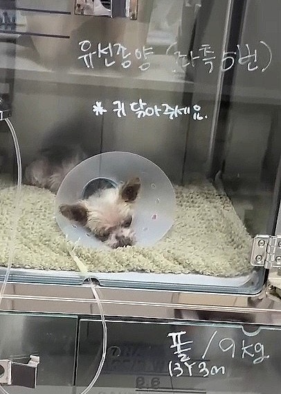 노령견 강아지 유선종양 수술비 얼마? 12살 수술후기