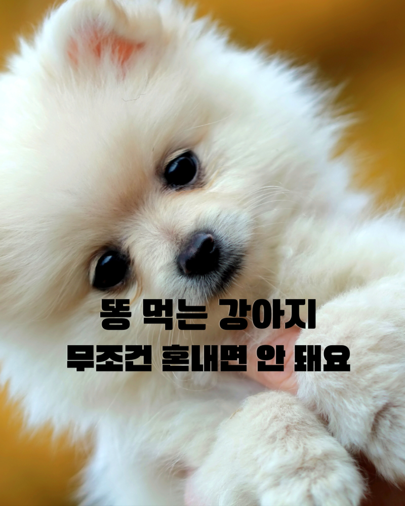 강아지가 똥을 먹어요, 무조건 혼내면 안 되는 이유