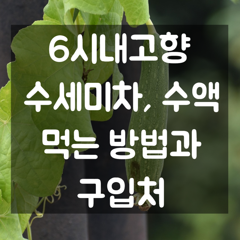 6시내고향 수세미차 수액 먹는방법 및 효능, 구입하는 방법