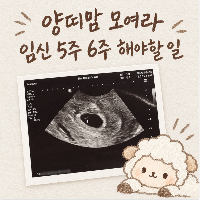 임신 5주차 6주차 해야 할 일 | 임신확인서, 국민행복카드 꿀팁, 단축근무신청 (+더드림산부인....