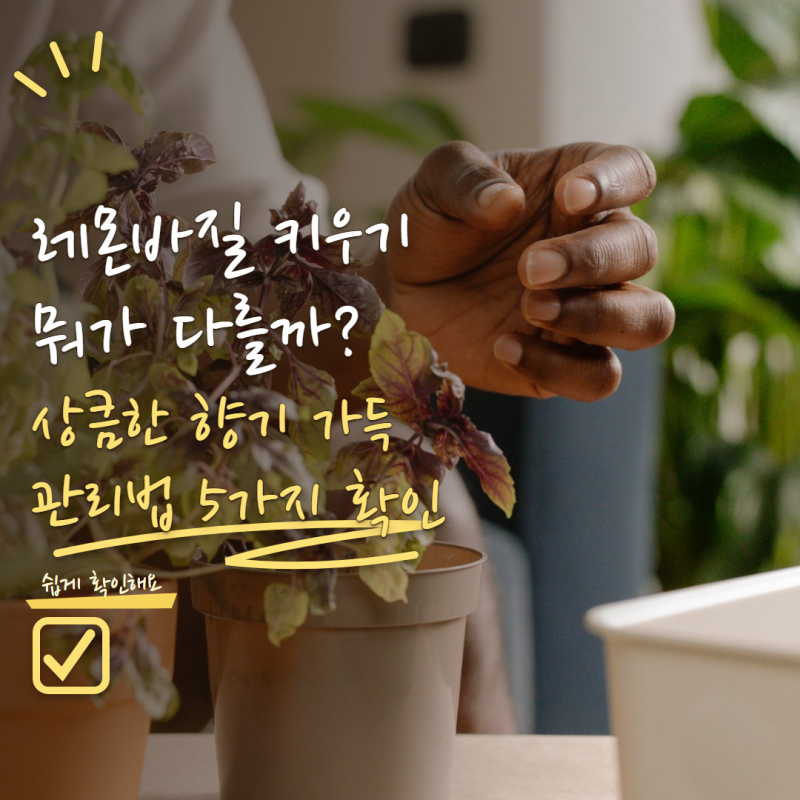 레몬바질 키우기 일반 바질과 뭐가 다를까? 상큼한 향 진하게 키우는 관리법 5가지