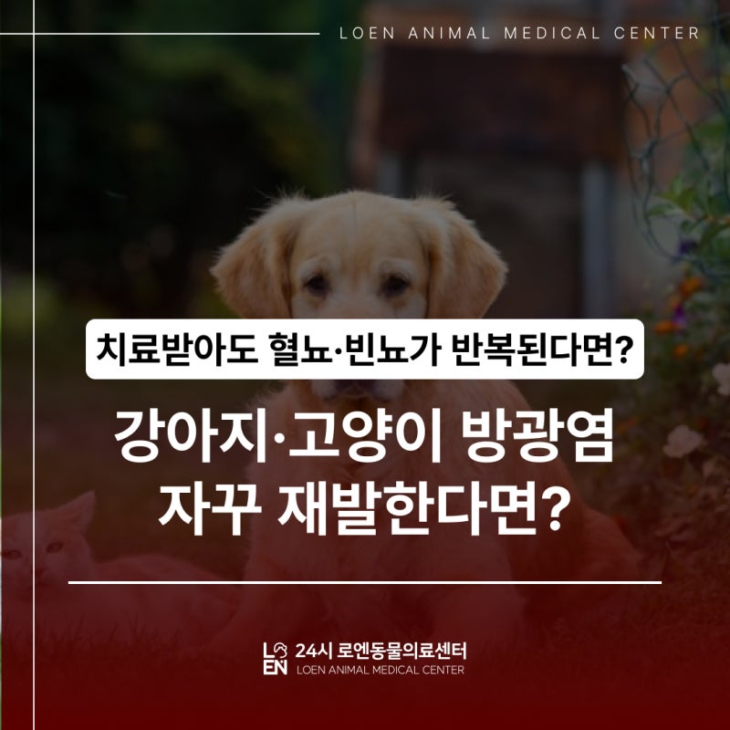 파주동물병원, 강아지 · 고양이 방광염 자꾸 재발한다면?
