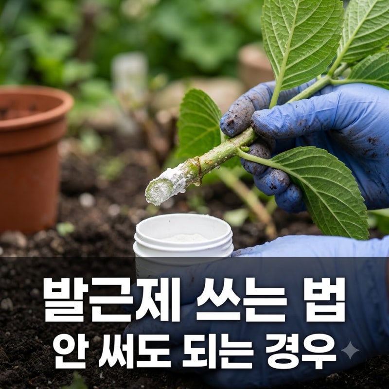발근제 쓰는 법 총정리! 안 써도 되는 상황과 주의점 3가지