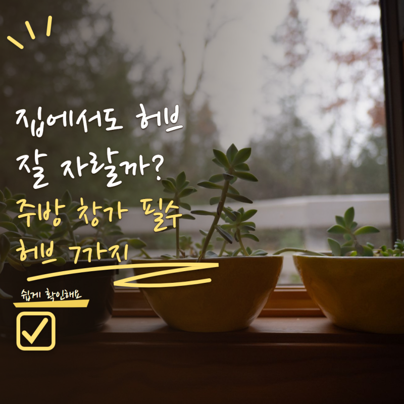 허브 실내에서 키워도 잘 자랄까? 주방 창가에 두기 좋은 허브 7가지