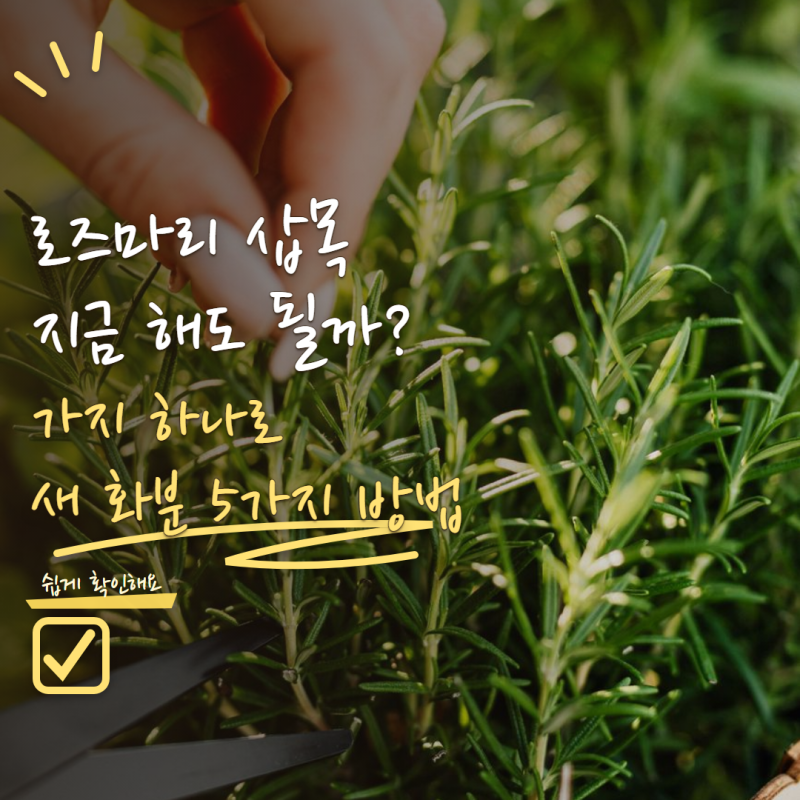 로즈마리 삽목 지금 해도 될까? 가지 하나로 새 화분 만드는 번식 방법 5가지