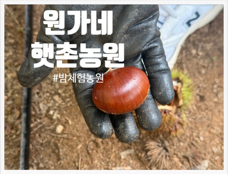 [충남 공주] 입장료는 0원 ! 주워가는 만큼 돈 내는 재미있는 밤 체험 농원 "원가네햇촌농원"