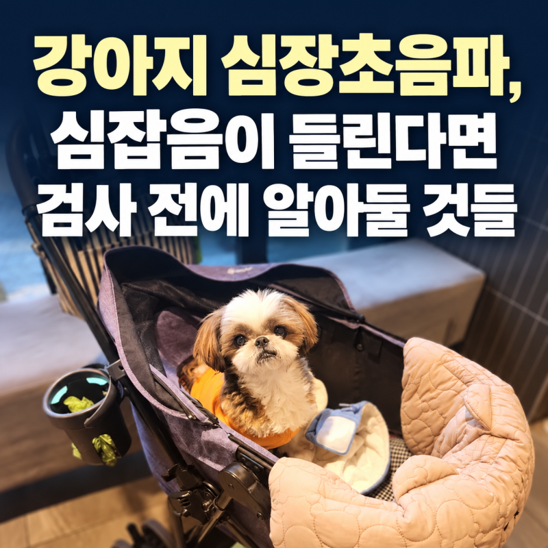 강아지 심장초음파, 심잡음이 들린다면 검사 전에 알아둘 것들