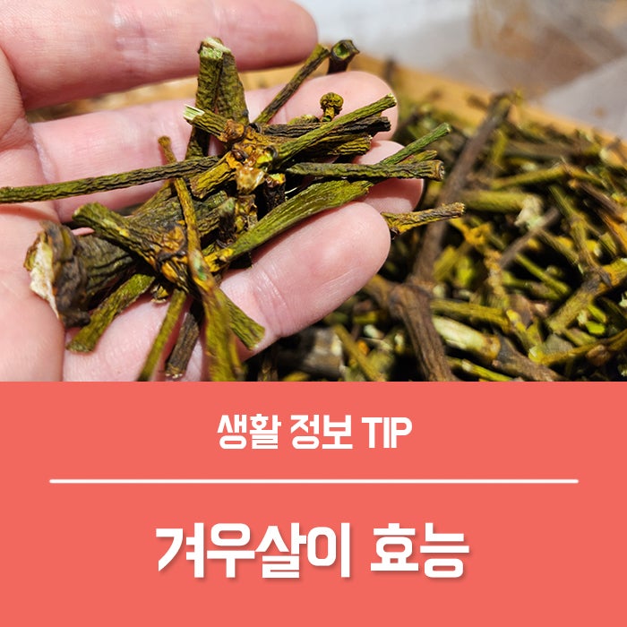 겨우살이 효능 알고보니, 미슬토 약초로 알려진 이유는?