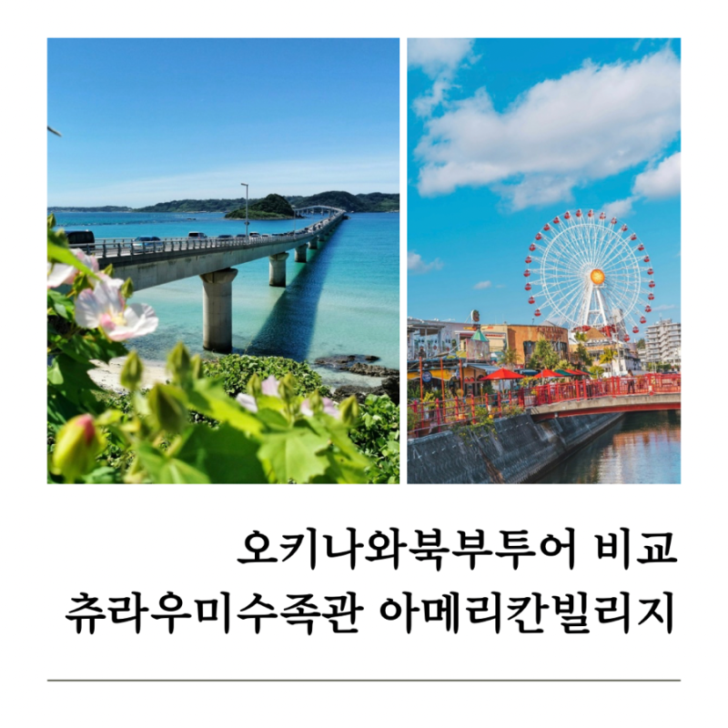 오키나와 북부투어 비교 최저가 정보 츄라우미수족관 만좌모